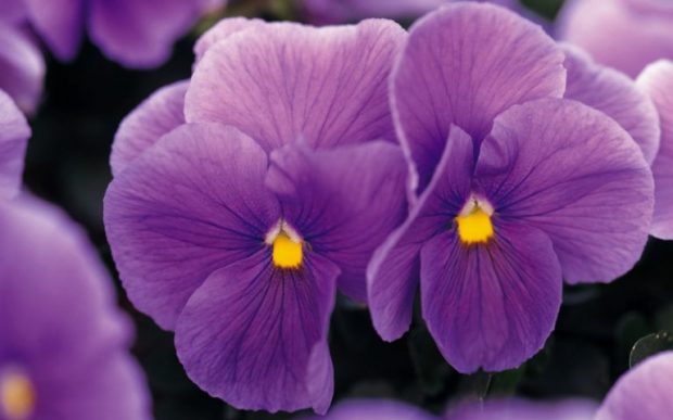 flor-de-violetas